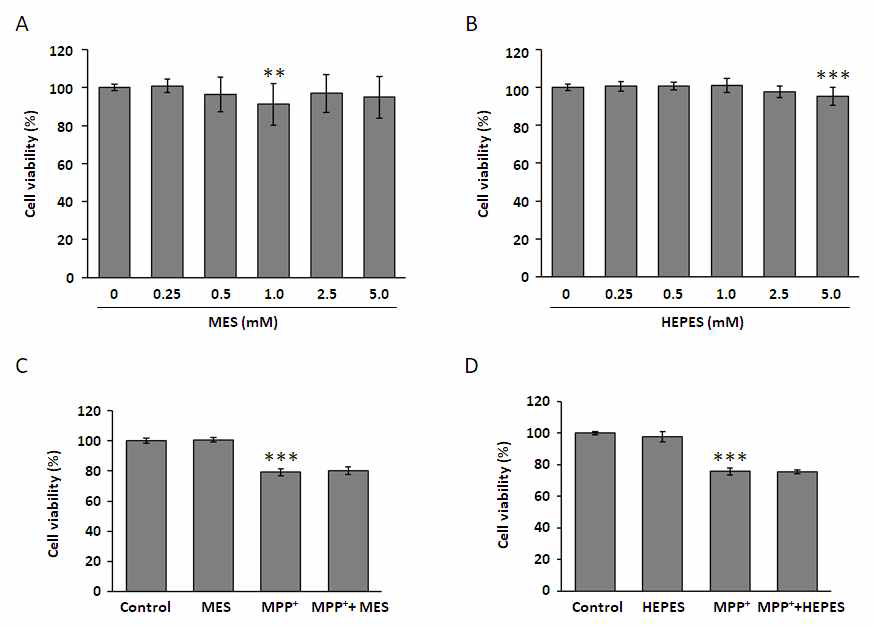 MTT assay를 통해 MES 1 mM(A), HEPES 5 mM(B)로 정하고 MPP에 대한 효과를 분석한 결과(C,D)
