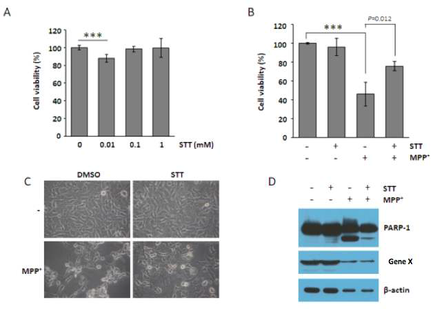 MPP에 의한 세포사멸에 STT가 미치는 영향
