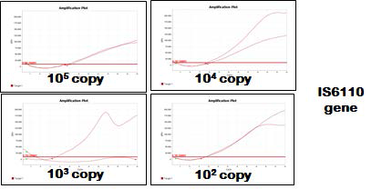IS6110 증폭 결과