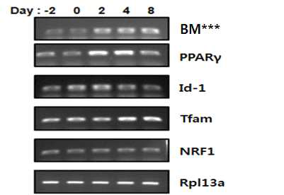 갈색지방에서의 BM*** 발현 양상