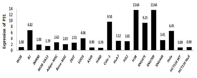 다양한 정상세포 및 암세포주에서의 P31 발현 측정