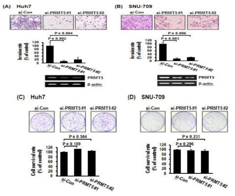 PRMT5 knock-down시 간암세포의 침윤 및 clonal survival 측정