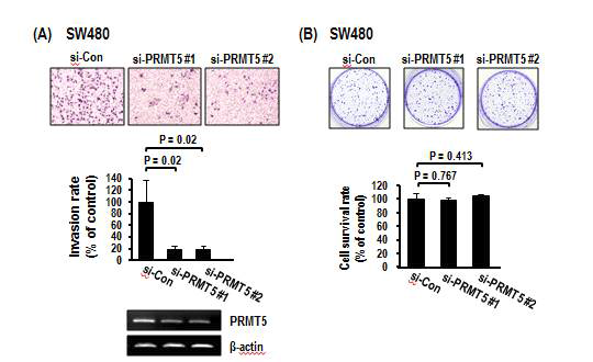 대장암세포에서의 PRMT5 암 침윤 및 clonal survival 측정