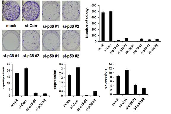 p30, p38, p50 유전자의 결핍에 의한 세포성장 저해