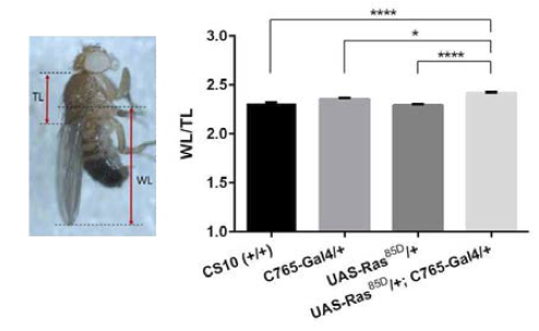 대조군(CS10 또는 C765-Gal4/+) 초파리에 비해서 암성장 모델 초파리(UAS-RAS85D/+; C765-Gal4/+)의 날개가 유의하게 더 큼