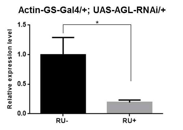 Actin-GS-Gal4와 UAS-AGL-RNAi를 이용하여 AGL의 발현을 억제시켰을 때 AGL mRNA 양이 현저히 감소함