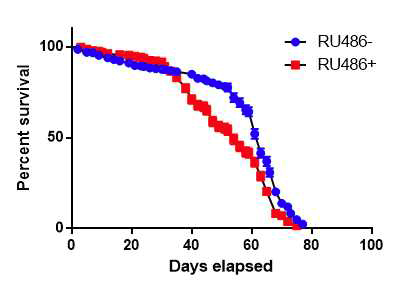 RU486을 먹여 AGL 유전자 발현을 억제한 초파리(Actin-GS-Gal4/+;UAS-AGL-RNAi/+)와 RU486을 먹이지 않은 초파리의 수명