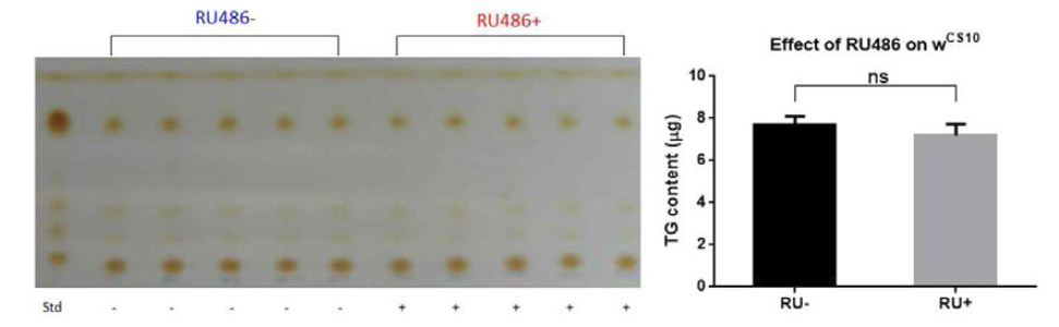 RU486을 먹인 야생형 초파리의 중성지방(TG) 함량 변화 (TLC)