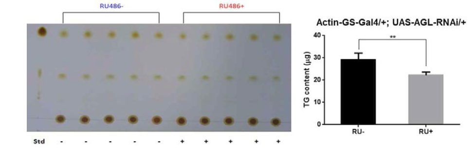 RU486을 먹인 Actin-GS-Gal4/+; UAS-AGL-RNAi/+ 초파리의 중성지방 함량변화