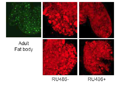 RU486을 먹인 Actin-GS-Gal4/UAS-nls.GFP 초파리의 지방체 조직(맨 왼쪽)과 RU486을 먹인 Actin-GS-Gal4/UAS-AGL-RNAi 초파리의 지방체 조직의 지방을 나일레드(Nile red) 염색한 후 찍은 공초점 현미경 사진