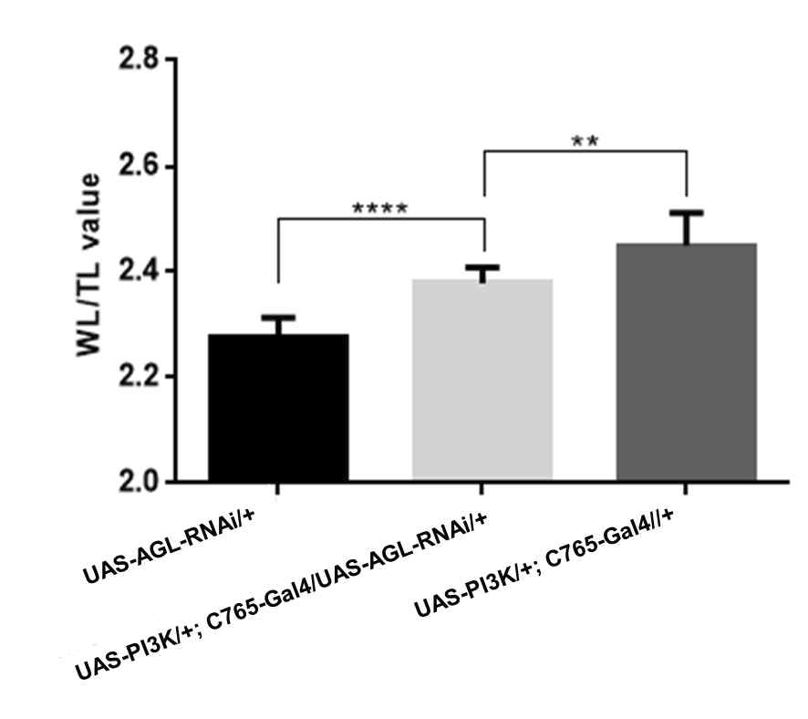 AGL 유전자 발현을 억제한 암 성장 모델 초파리(UAS-PI3K/+; C765-Gal4/ UAS-AGL-RNAi)의 날개 길이 비율 비교