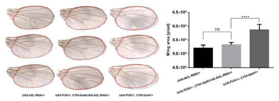 AGL 유전자 발현을 억제한 암 성장 모델 초파리(UAS-PI3K/+; c765-Gal4/UAS-AGL-RNAi)의 날개 면적 비교