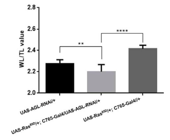 AGL 유전자 발현을 억제한 암 증식 모델 초파리(UAS-Ras85D/+; c765-Gal4/UAS-AGL-RNAi)의 날개 길이 비율 비교