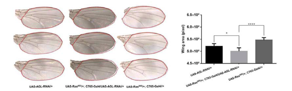 AGL 유전자 발현을 억제한 암 증식 모델 초파리(UAS-Ras85D/+; C765-Gal4/UAS-AGL-RNAi)의 날개 면적 비교