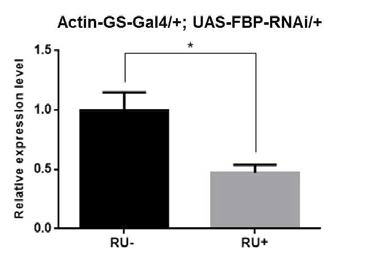 Actin-GS-Gal4와 UAS-FBP-RNAi를 이용하여 FBP의 발현을 억제시켰을 때 FBP mRNA 양이 감소함