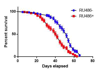 RU486을 먹여 FBP 유전자 발현을 억제한 초파리(Actin-GS-Gal4/+; UAS-FBP-RNAi/+)와 RU486을 먹이지 않은 초파리의 수명