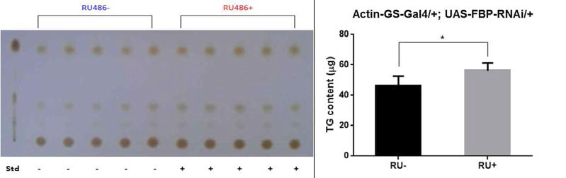 RU486을 먹인 Actin-GS-Gal4/+; UAS-FBP-RNAi/+ 초파리의 중성지방 함량변화