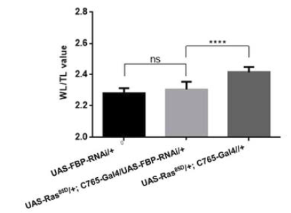 FBP 유전자 발현을 억제한 암 성장 모델 초파리(UAS-Ras85D/+; C765-Gal4/UAS-FBP-RNAi)의 날개 길이 비율 비교