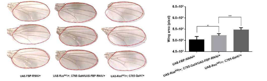 FBP 유전자 발현을 억제한 암 증식 모델 초파리(UAS-Ras85D/+; C765-Gal4/UAS-FBP-RNAi)의 날개 면적 비교