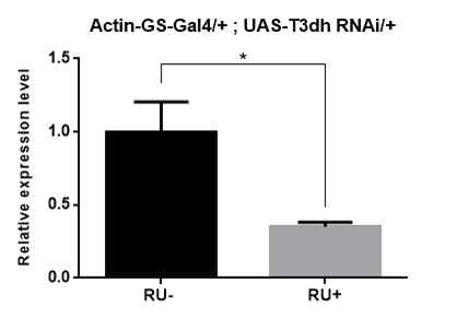 Actin-GS-Gal4와 UAS-T3dh-RNAi를 이용하여 T3dh의 발현을 억제시켰을 때 T3dh mRNA 양이 감소함