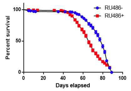 RU486을 먹여 T3dh 유전자 발현을 억제한 초파리(Actin-GS-Gal4/+; UAS-T3dh-RNAi/+)와 RU486을 먹이지 않은 초파리의 수명