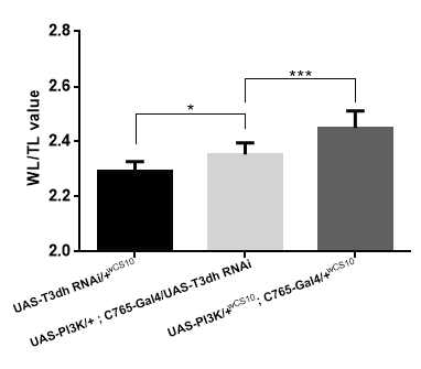 T3dh 유전자 발현을 억제한 암 성장 모델 초파리(UAS-PI3K/+; C765-Gal4/UAS-T3dh-RNAi)의 날개 길이 비율 비교