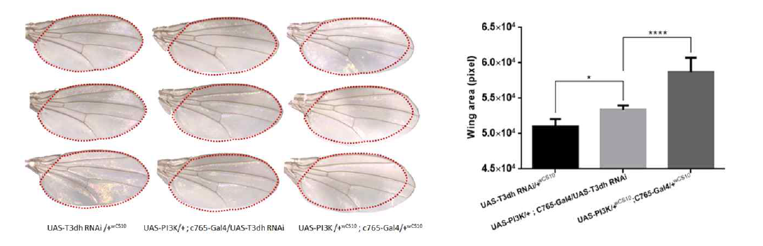 T3dh 유전자 발현을 억제한 암 성장 모델 초파리(UAS-PI3K/+; C765-Gal4/UAS-T3dh-RNAi)의 날개 면적 비교