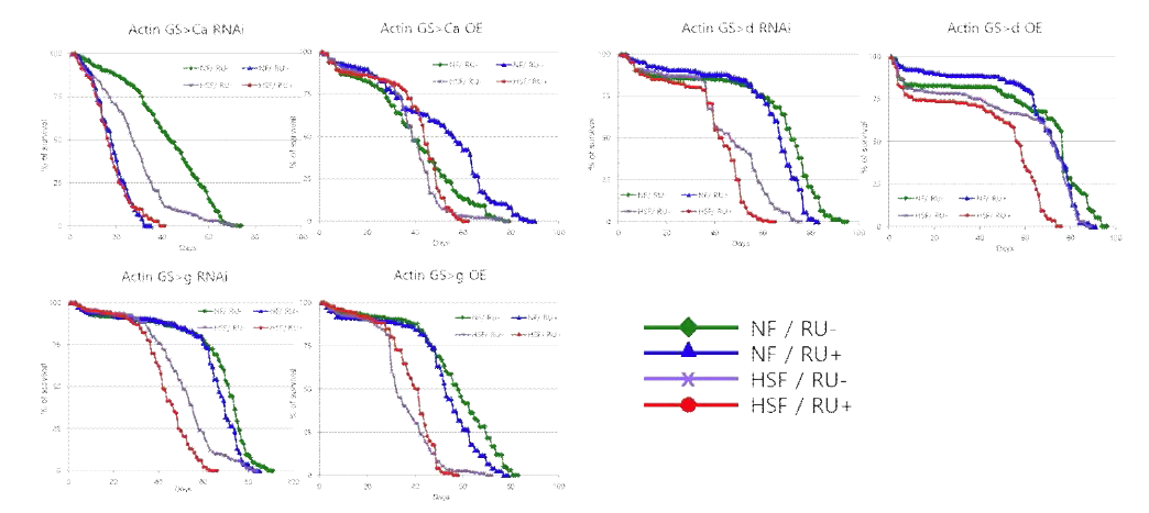 새로운 간암/비만/노화 조절 후보 유전자 3종의 발현을 조절한 후 재측정한 수명 곡선. NF, 정상배지; HSF, 설탕과함유 배지