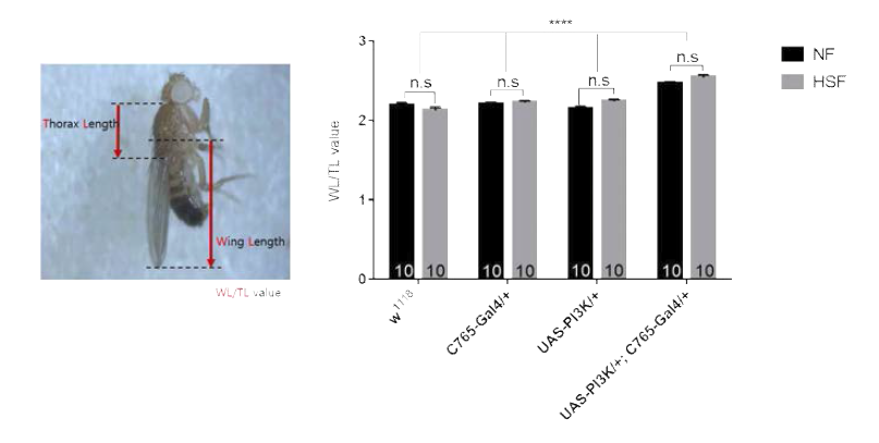 NF 또는 HSF에서 암성장 모델 초파리를 배양한 후 측정한 날개 비율의 변화