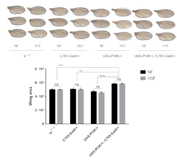 NF 또는 HSF에서 암성장 모델 초파리를 배양한 후 측정한 날개 크기의 변화