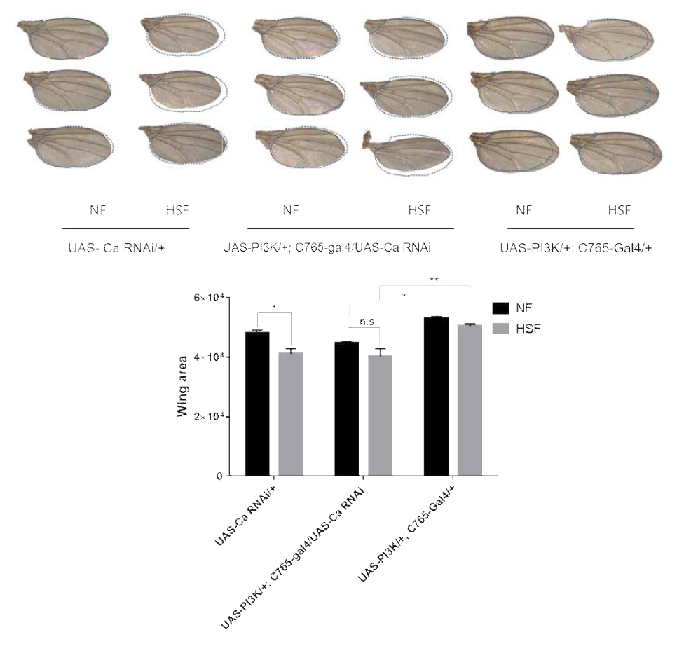PI3K를 날개에 과발현시키고 Ca 유전자 발현을 억제했을 때, NF 또는 HSF에서 날개의 크기가 커지지 않음