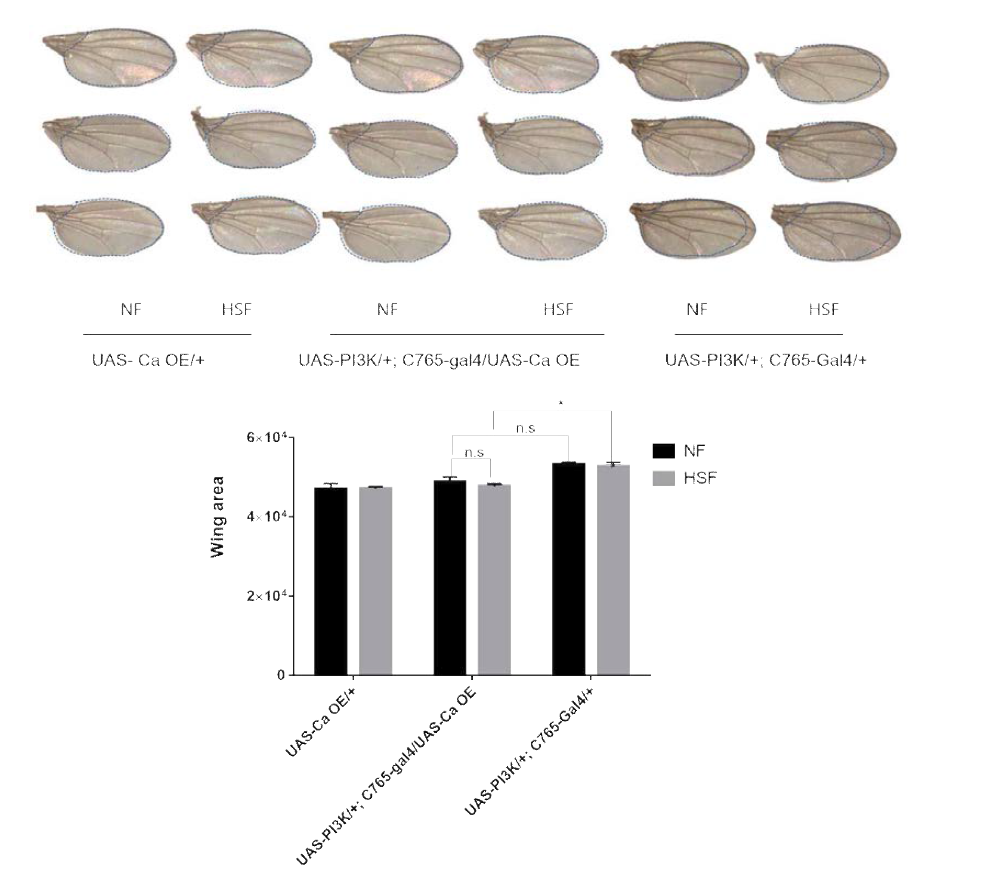 Ca 유전자를 PI3K와 함께 날개에 과발현시켰을 때 NF 또는 HSF에서 날개의 크기가 커지지 않음