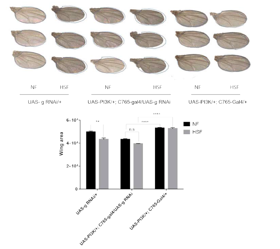 PI3K를 날개에 과발현시키고 g 유전자 발현을 억제했을 때, NF 또는 HSF에서 날개의 크기가 커지지 않음