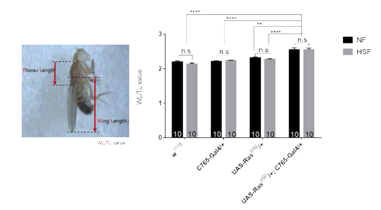 초파리 암증식 모델을 NF와 HSF에서 키웠을 때 배지의 조건에 관계없이 날개 비율이 더 커짐