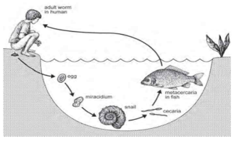 수산물을 중간숙주로 하는 흡충류의 life cycle