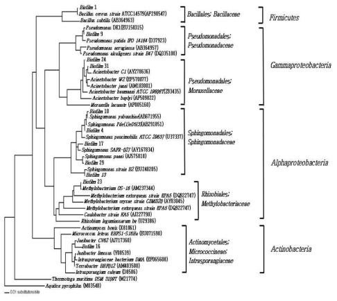 16S rDNA 염기서열에 기초한 생물막 형성 미생물의 계통수 분석