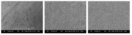 주사형 전자현미경으로 관찰한 polystyrene 표면 형성 P. aeruginosa 생물막에 대한 HDMF의 영향 (Left, no addition; Center, 0.1 μM; Right, 1.0 μM HDMF)