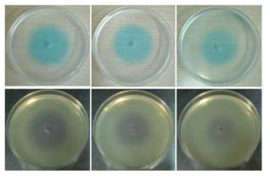 Agrobacterium tumefaciens NTL4 (pZLR4) (Upper panel)와 Chromobacterium violaceum CV026 (Lower panel)을 OdDHL과 BHL에 대한 biosensor로 각각 측정한 well-diffusion assay 결과 (Left, no addition; Center, 0.1 μM; Right, 1.0 μM HDMF)