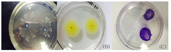 생물막 분리균주에 의한 3가지 운동성 형태 (A) GS 4 Swarming (B) PE 12 Swimming (C) PE 6 Twitching motility