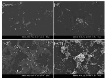 탄소와 인의 첨가에 따라 PE slide 표면에 형성된 생물막의 SEM 사진