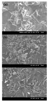 PVC 표면에 형성된 생물막의 SEM 사진. (a) 소독제 무첨가, (b) chlorite 처리, (c) chlorite/monochloramine 처리