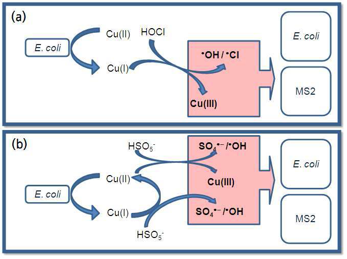 구리/염소(a), 구리/퍼설페이트(b) 반응에 의해 생성되는 활성산화제