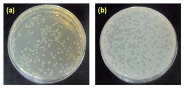 배양된 E. coli의 colony(a) 및 MS2의 plaque(b)