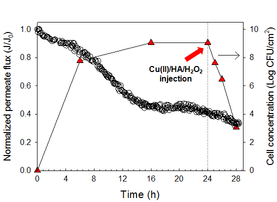 Cu(II)/H2O2/HA 시스템의 적용에 따른 투과수량의 감소 및 분리막 표면의 미생물 농도 변화