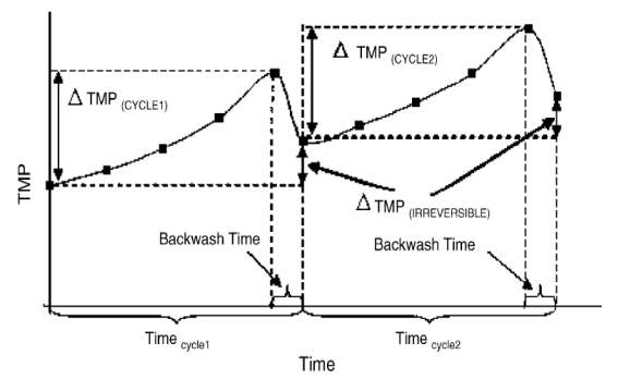 주기적인 역세척을 적용한 막여과 시스템의 TMP 변화