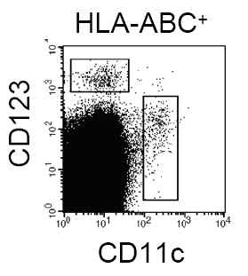 인간화마우스 비장내의 사람 수지상세포 분획(CD11c+ conventional DC; CD123+ plasmacytoid DC)