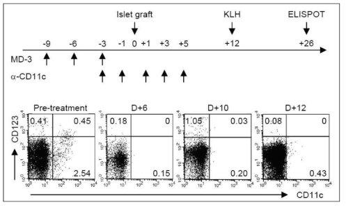 항-인간 CD11c 면역독소 투여에 의한 인간화마우스 비장내 수지상세포 제거 프로토콜