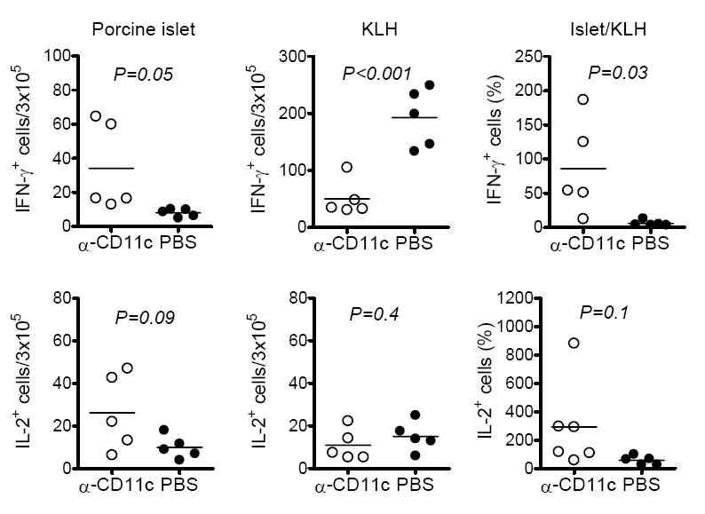 MD-3 항체단독 투여군(PBS)과 MD-3 항체와 항-CD11c 면역독소 투여군(α-CD11c)에서 이식췌도 및 KLH에대한 T 세포 반응비교