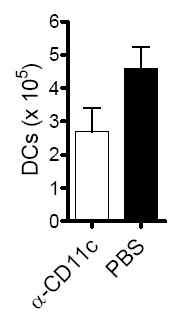 MD-3 항체 단독 투여군(PBS)과 MD-3 항체와 항-CD11c 면역독소 투여군(α-CD11c)에서 췌도이식 후 26일째 비장내 수지상세포의 수.