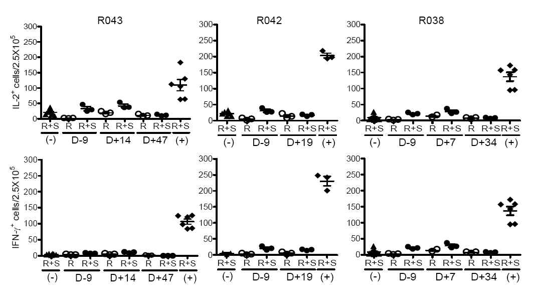 돼지췌도 이식전 MD-3 항체를 투여한 영장류에서 이식 췌도에 대한 면역관용유도(R, PBMC; R+S, PBMC+이식췌도; (-) 감작되지 않은 원숭이;(+) 돼지췌도이식 후 거부반응이 발생한 원숭이)
